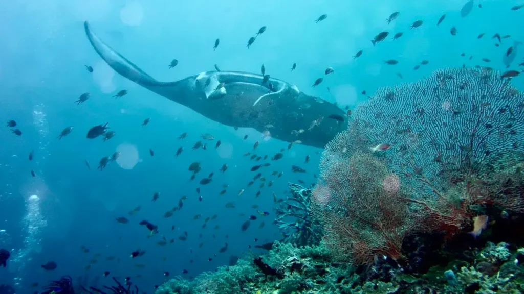 Manta Ray | Underwater Photography Labuan Bajo | Labuan Bajo Productions