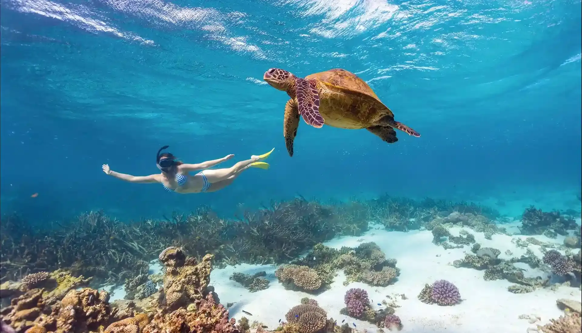 Fotografer Underwater Labuan Bajo | Paket Dokumentasi Trip Labuan Bajo | Labuan Bajo Productions