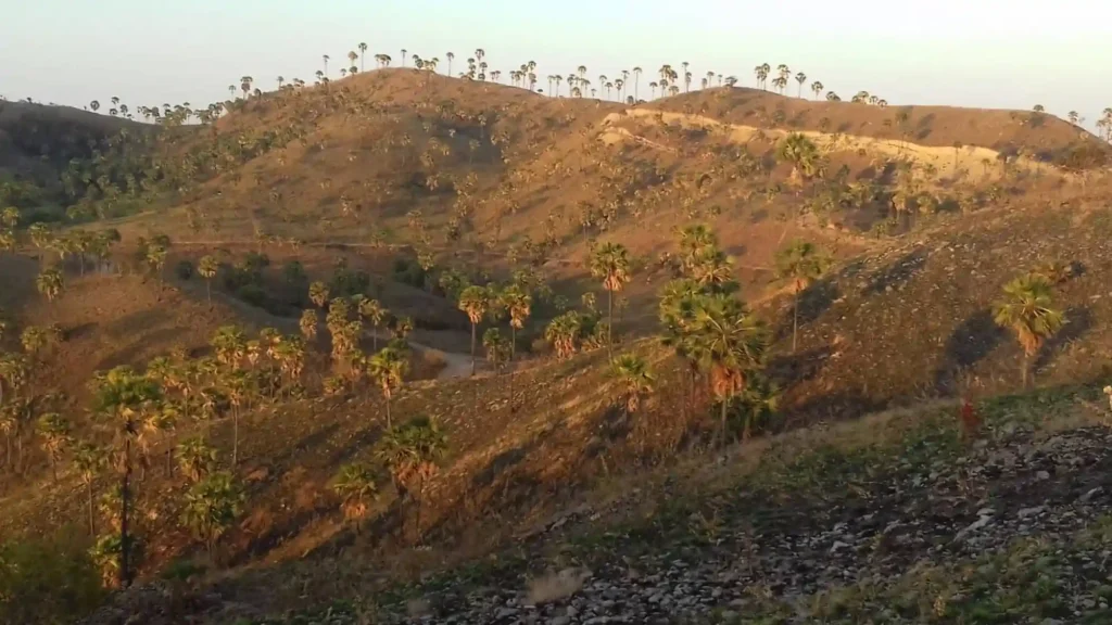 Bukit Waecicu (Source: Google Maps | Z Nstn)