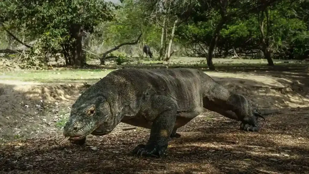 Komodo Dragon | Paket Dokumentasi Trip Labuan Bajo | Labuan Bajo Productions
