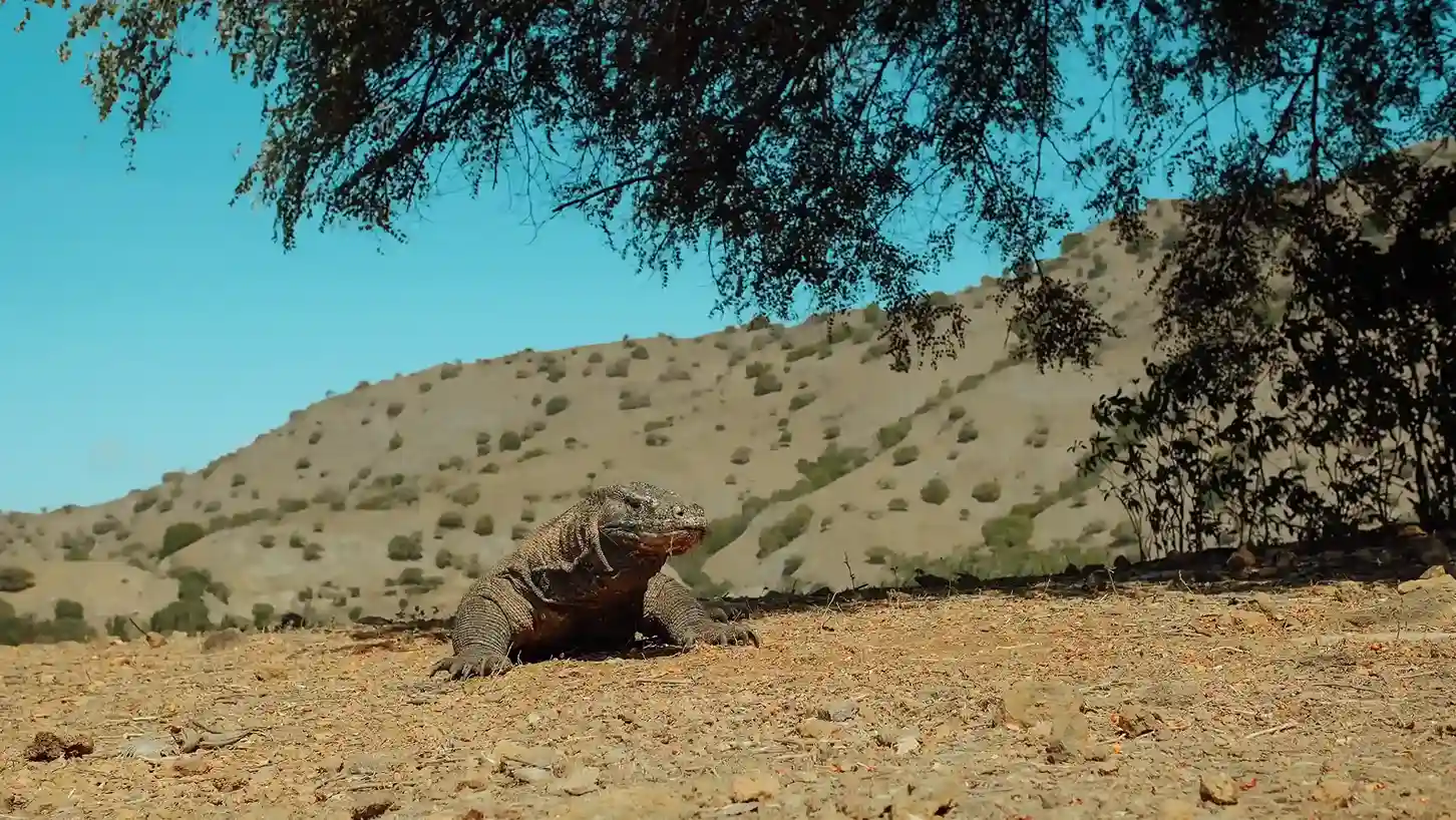 Komodo di Pulau Komodo Labuan Bajo | Paket Dokumentasi Trip Labuan Bajo | Labuan Bajo Productions