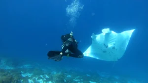 6 Spot Foto Bawah Laut Terbaik di Labuan Bajo dan Tips Dokumentasi