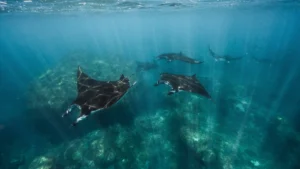 Cari Fotografer di Manta Point Labuan Bajo? Ini Tips, Harga & Rekomendasinya!