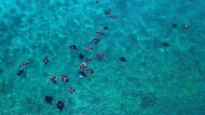 Manta Point Labuan Bajo: Rasakan Liburan Seru & Abadikan Setiap Momennya!