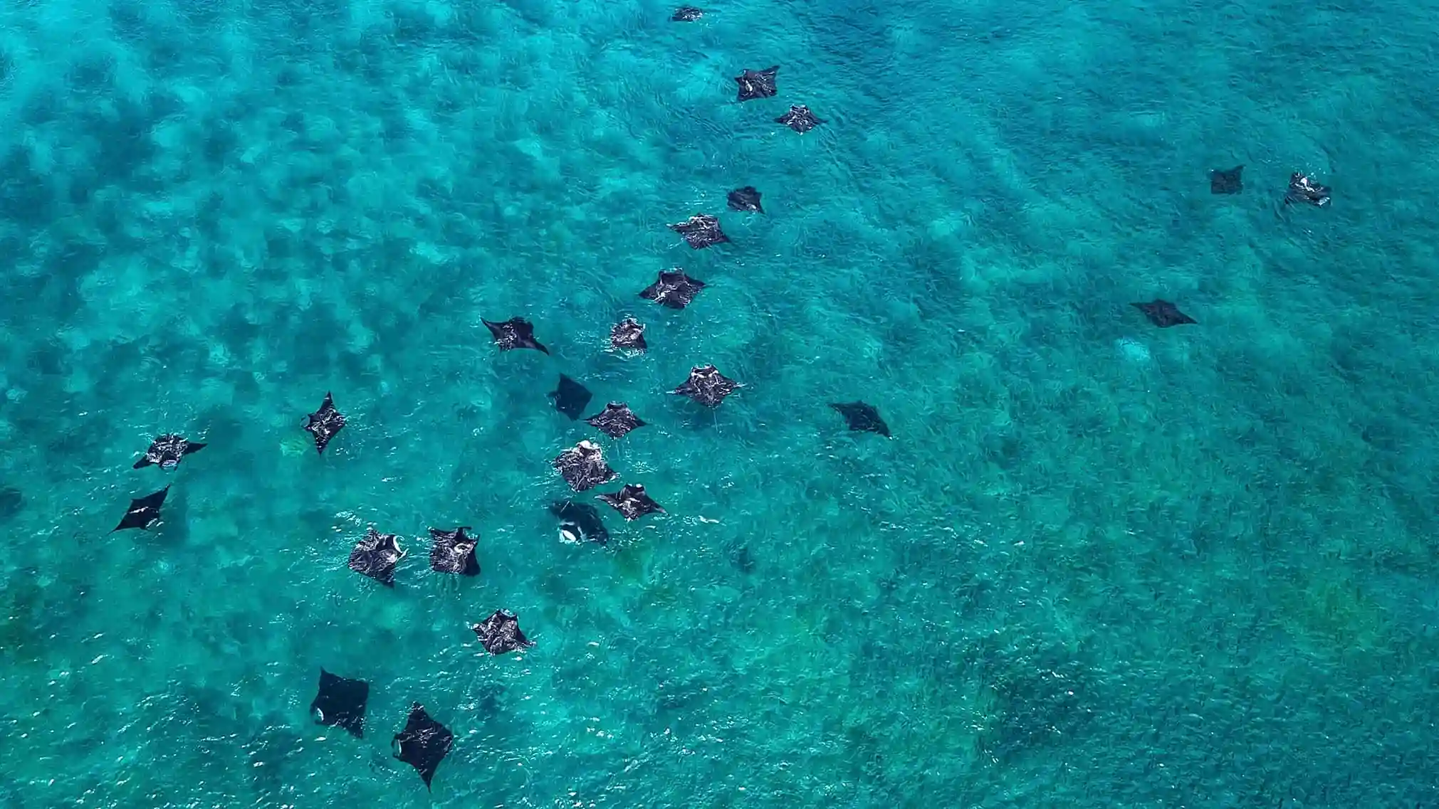 Manta Point Labuan Bajo | Paket Dokumentasi Trip Labuan Bajo | Labuan Bajo Productions