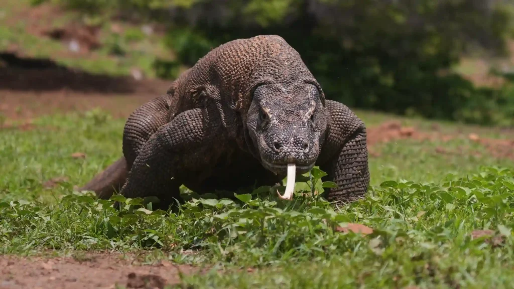 Bagaimana Cara Mengambil Video Slow-Motion Komodo Saat Berjalan? Cek di Sini!